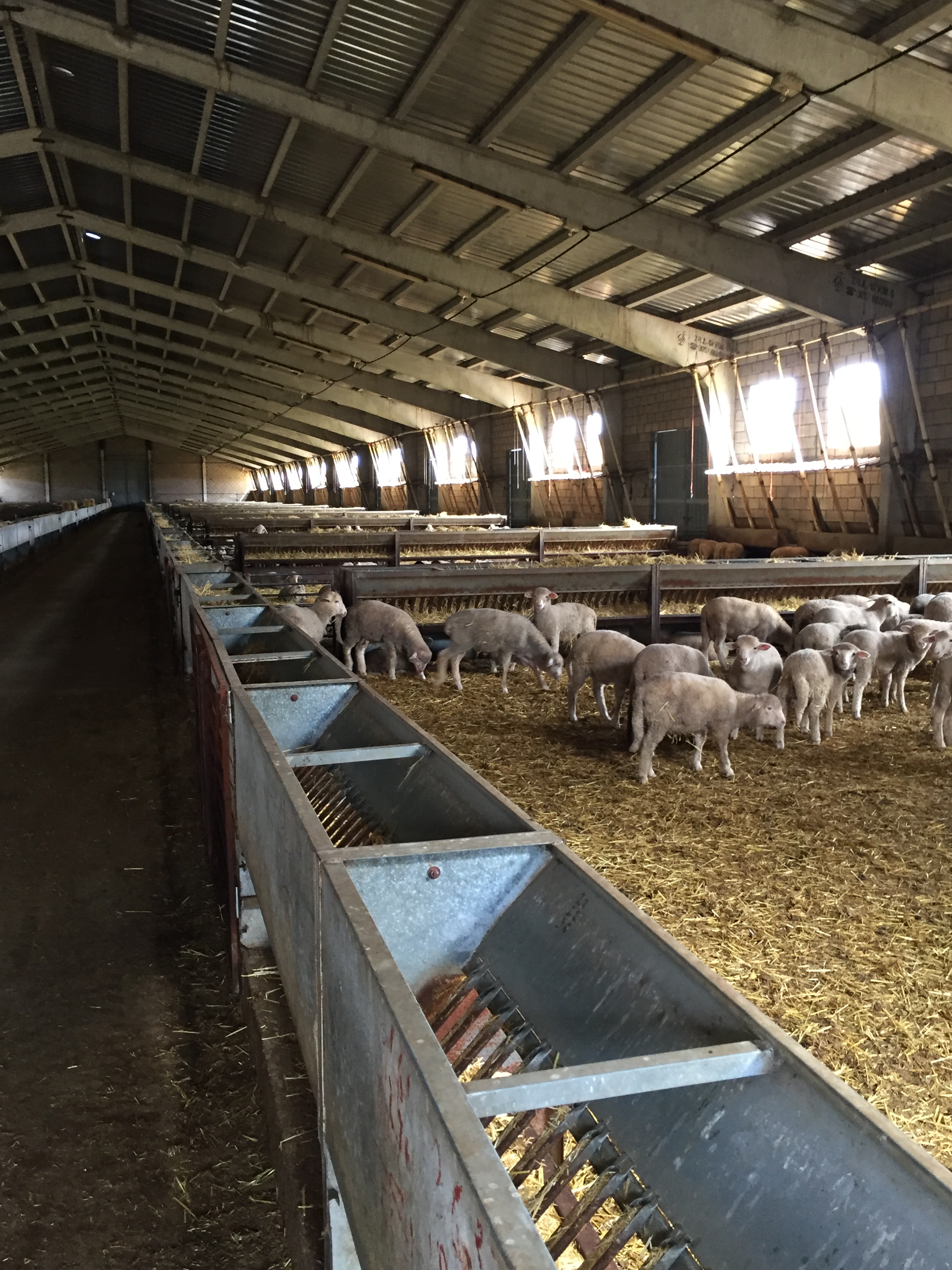 Exportadores de ganado vacuno y ganado ovino